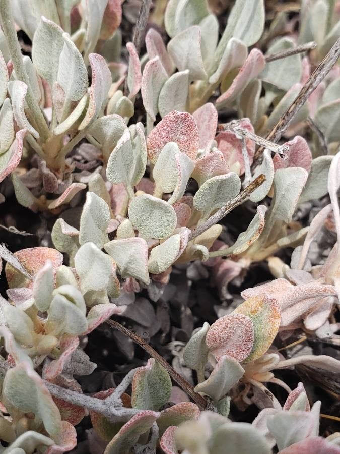 Eriogonum strictum — search result for 'Eriogonum'