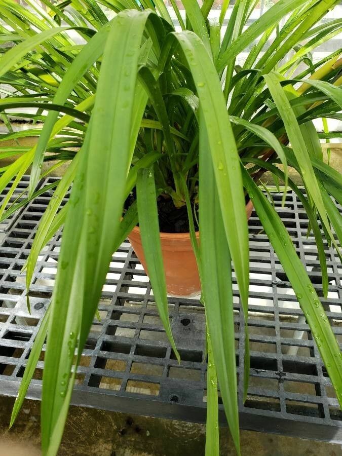 Cymbidium erythrostylum leaf