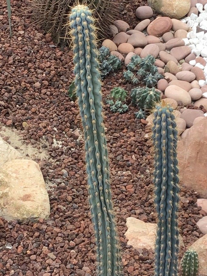 Browningia hertlingiana — search result for 'Cereus'