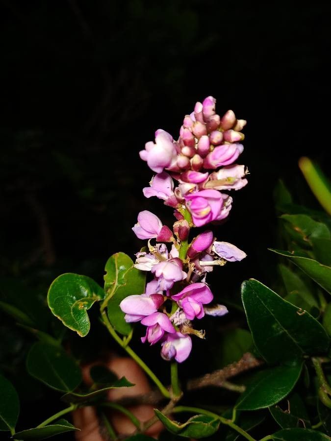 Lonchocarpus nitidus flower