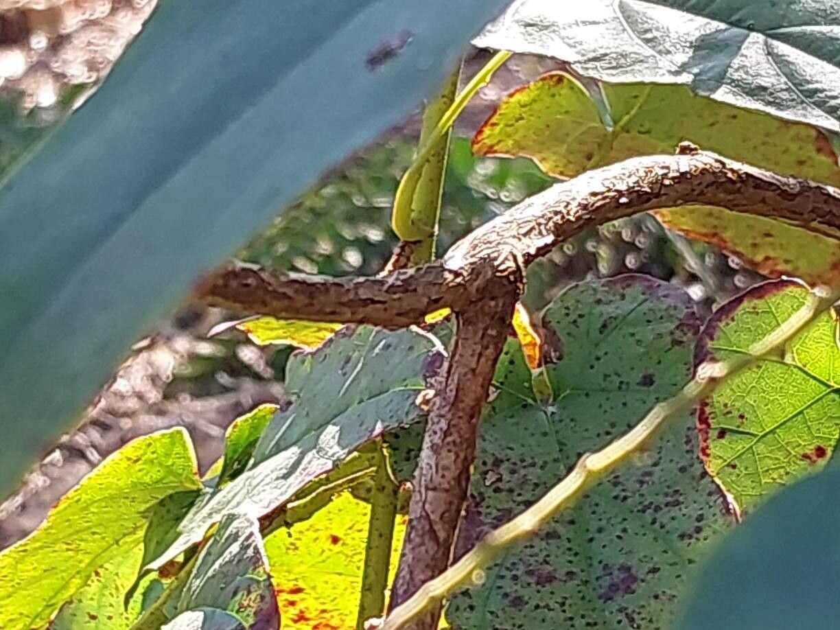 Rubus ichangensis bark