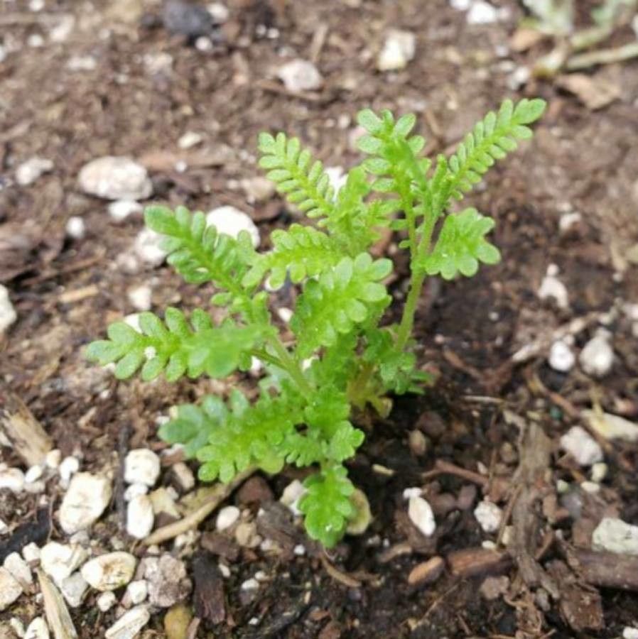 Emmenanthe penduliflora leaf