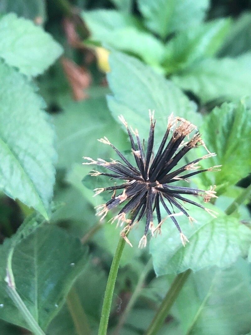 Bidens subalternans fruit