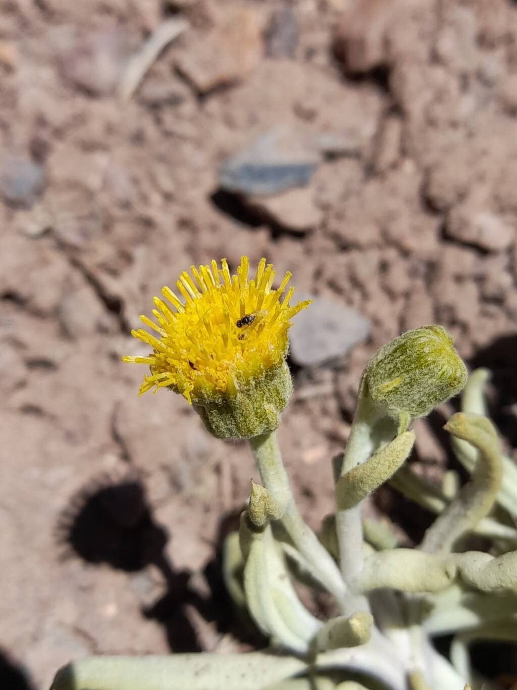 Senecio volckmannii — houseplant care guide