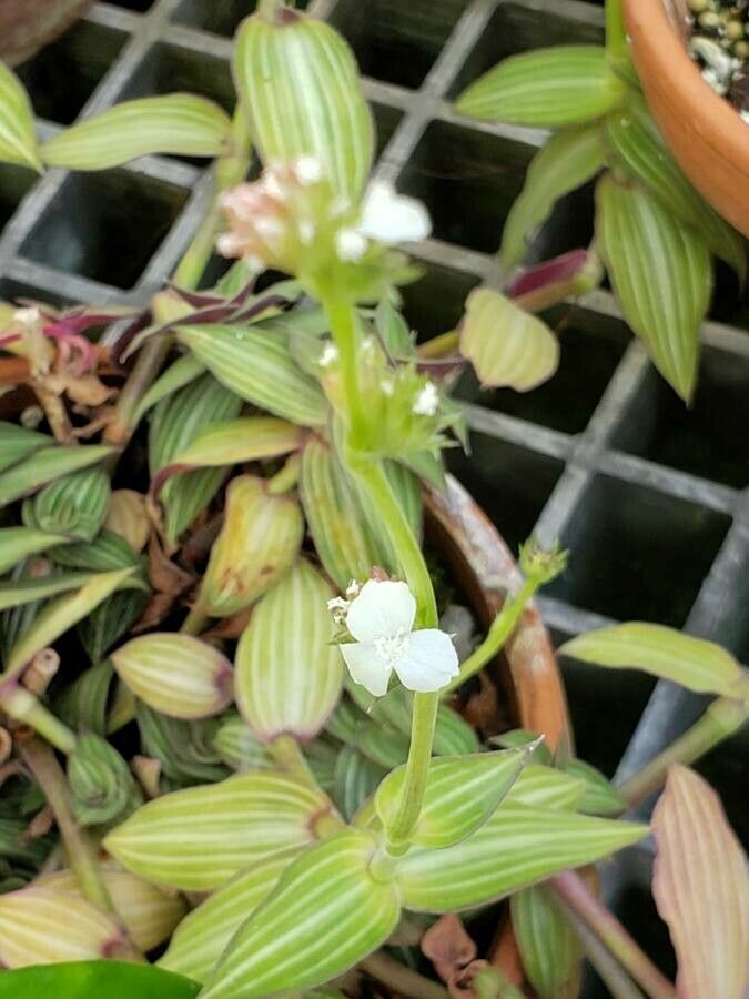 Callisia gentlei flower