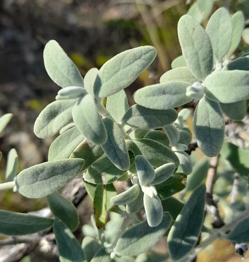 Buddleja mendozensis — search result for 'Buddleja'