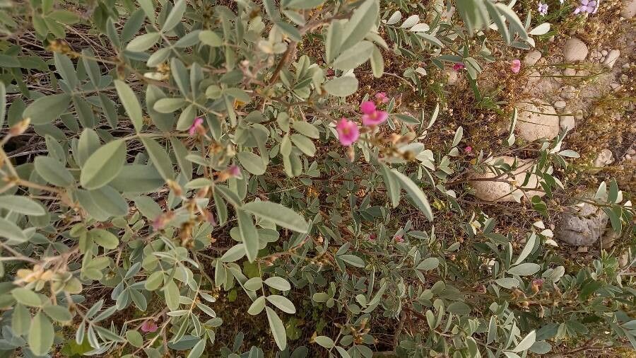 Tephrosia persica other