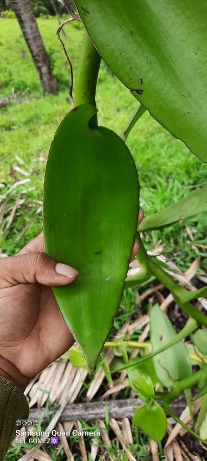 Vanilla planifolia — search result for 'Belize'