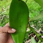 Vanilla planifolia