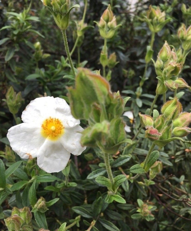 Cistus laurifolius flower