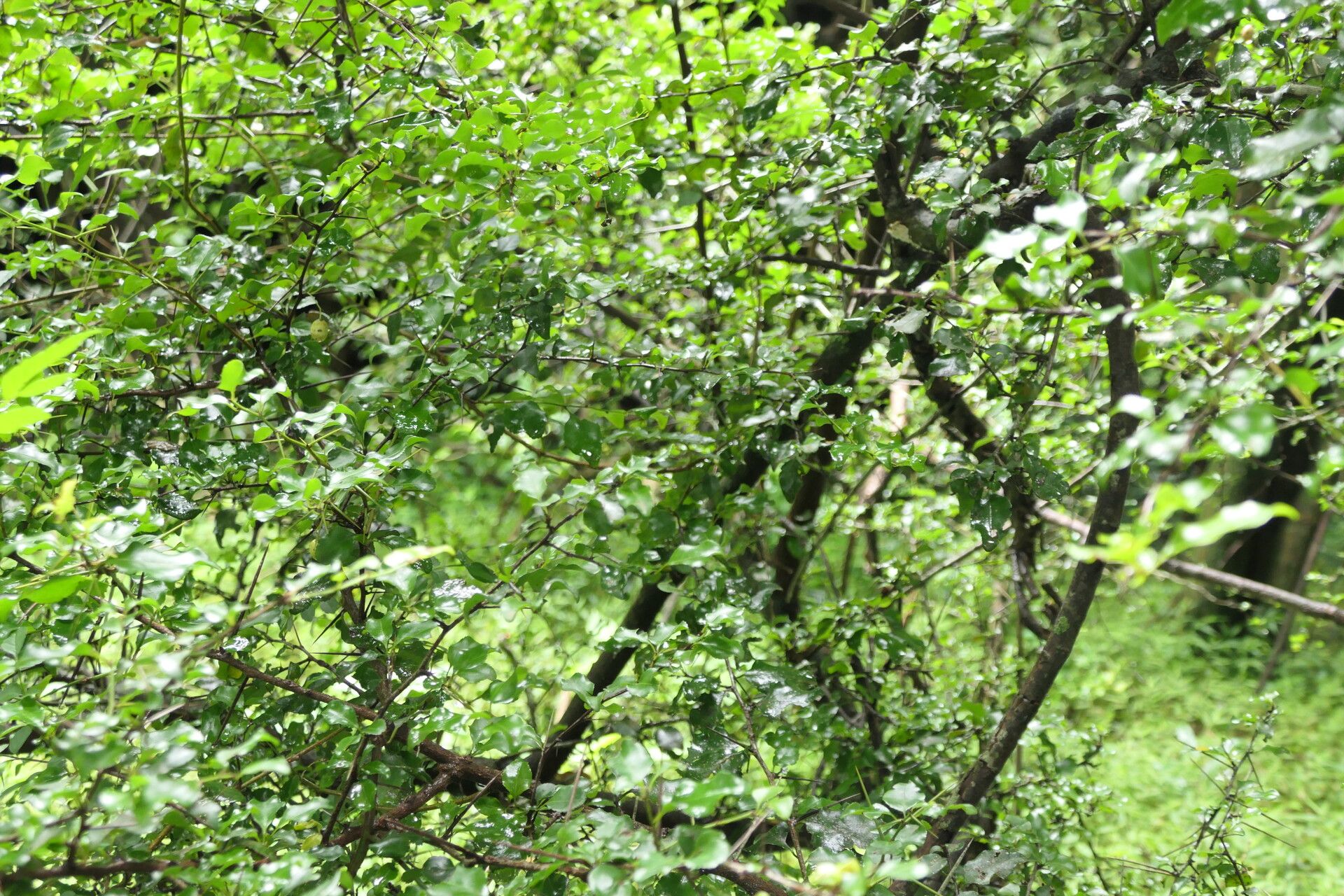 Gymnosporia rubra habit