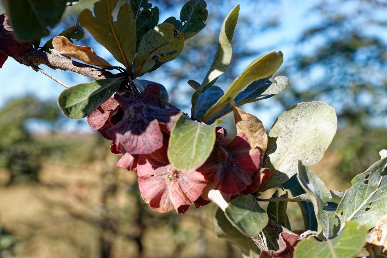 Terminalia seyrigii fruit