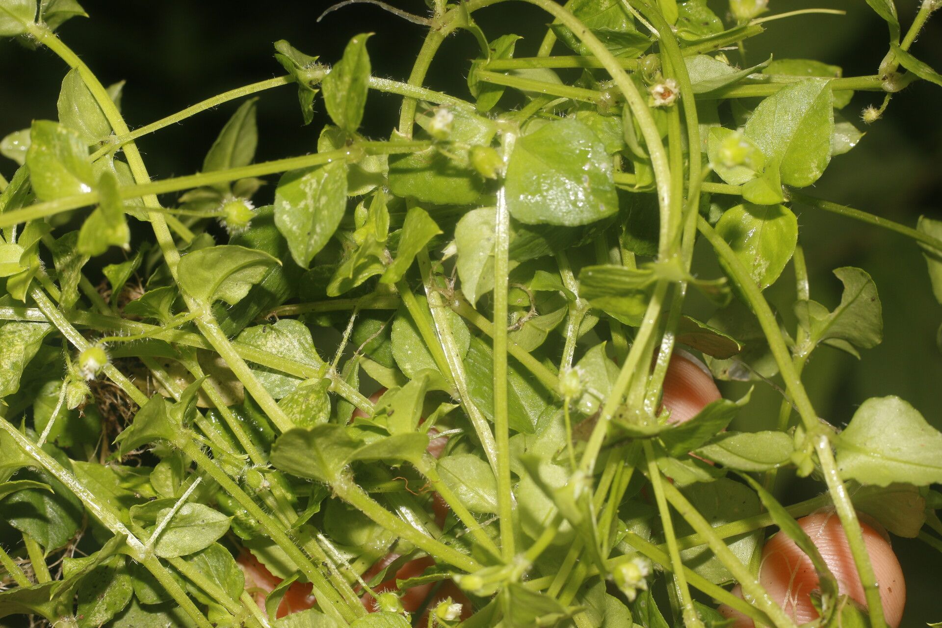 Stellaria ovata habit