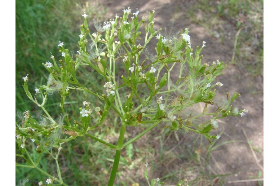 Valeriana occidentalis habit