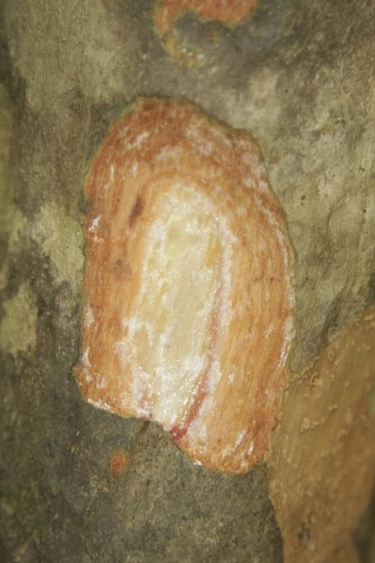 Pradosia huberi other