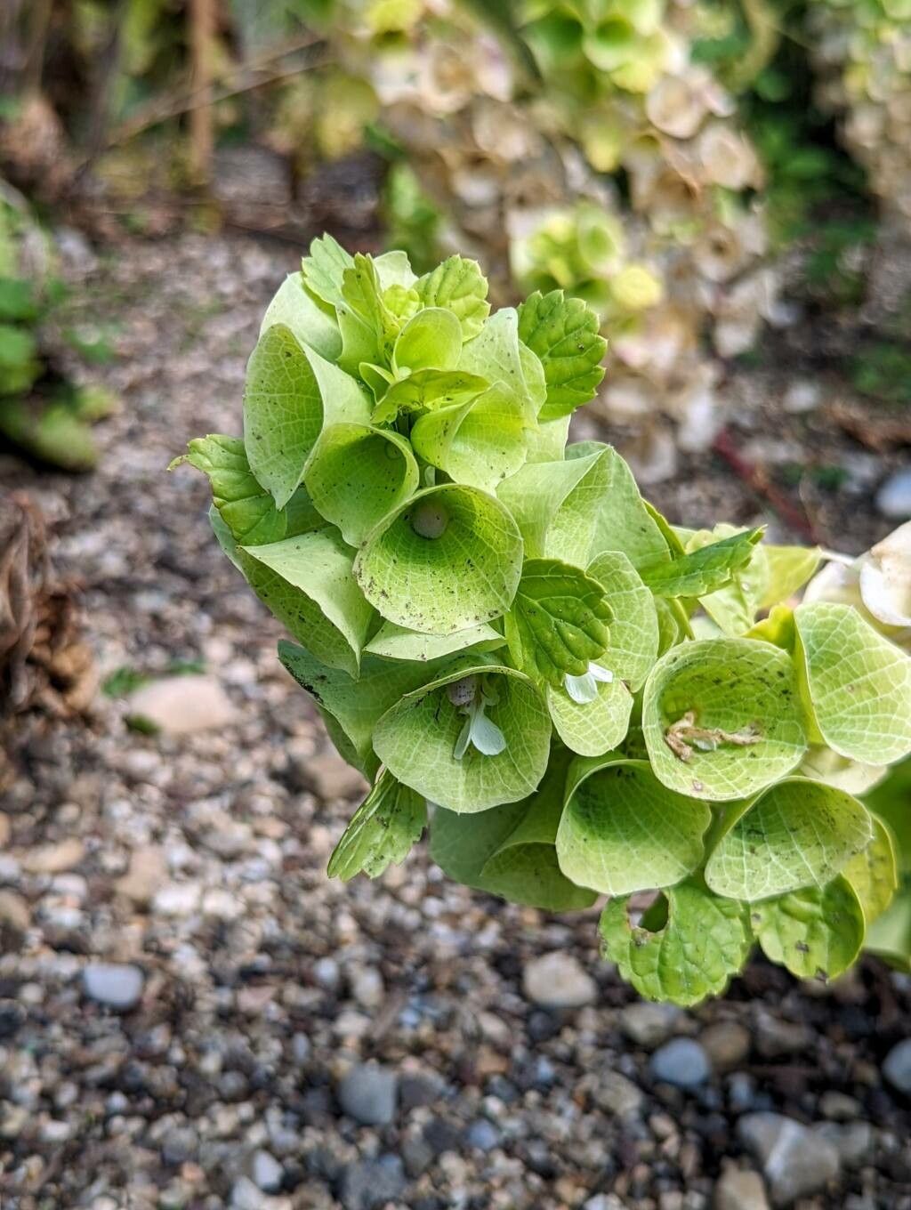Moluccella laevis flower