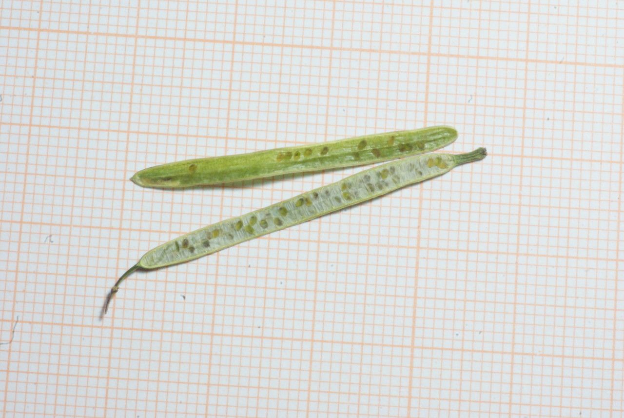 Diplotaxis harra fruit