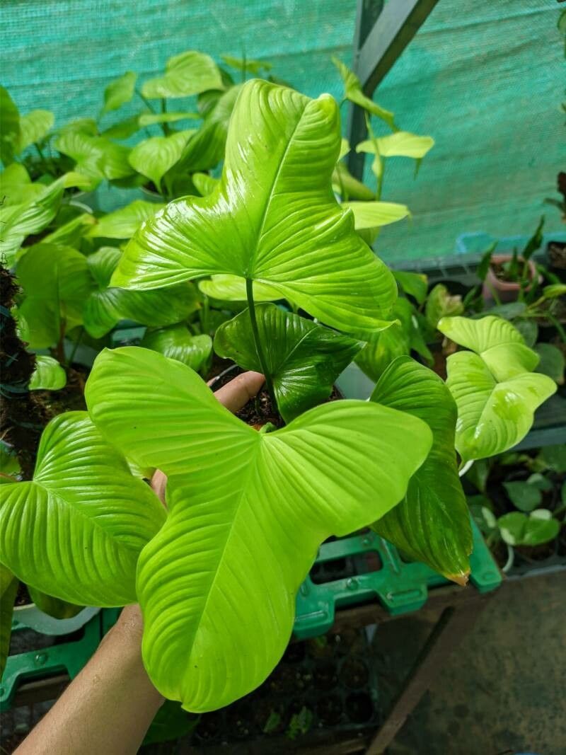 Philodendron fibraecataphyllum — houseplant care guide