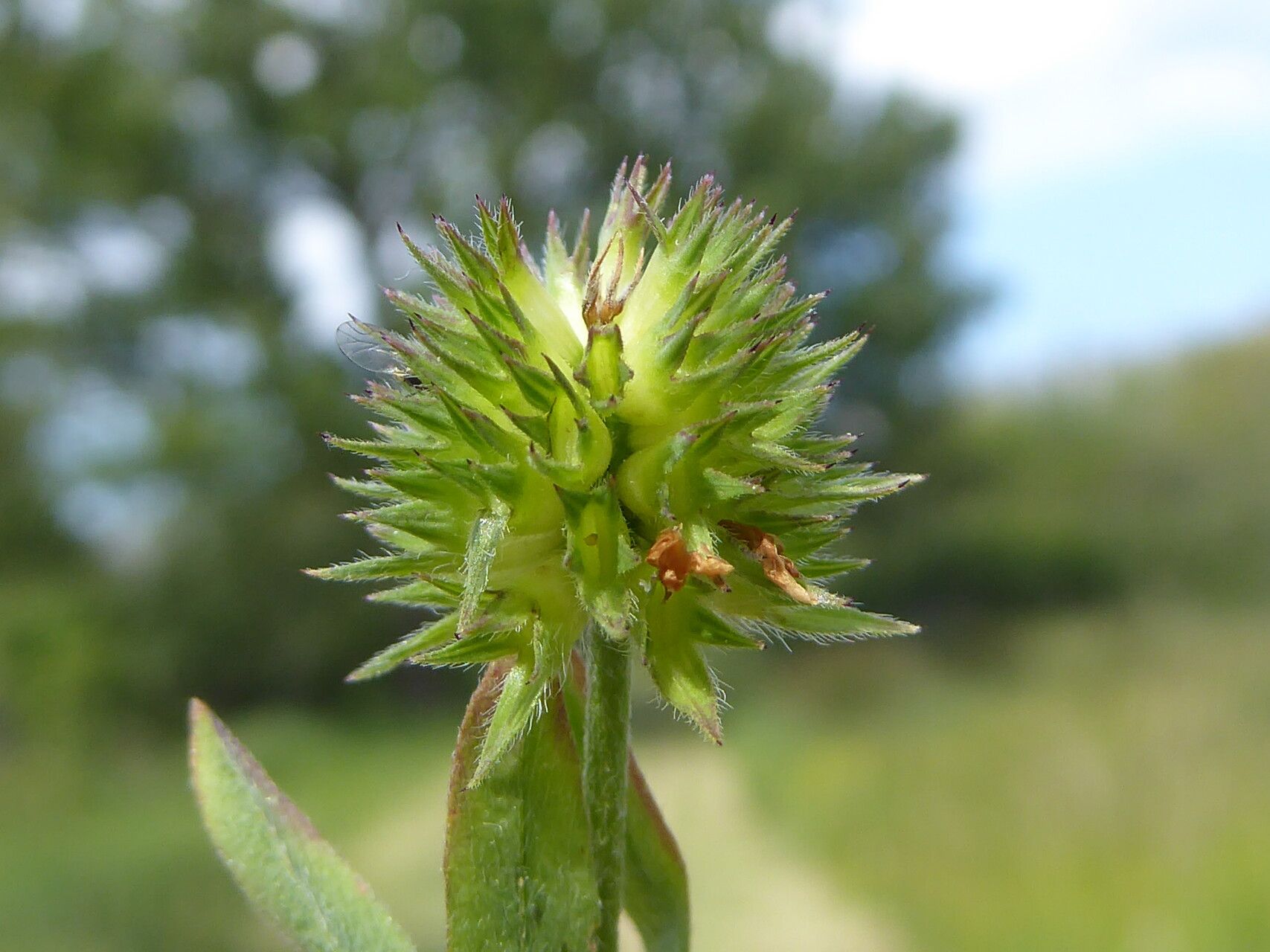 Trifolium squamosum fruit