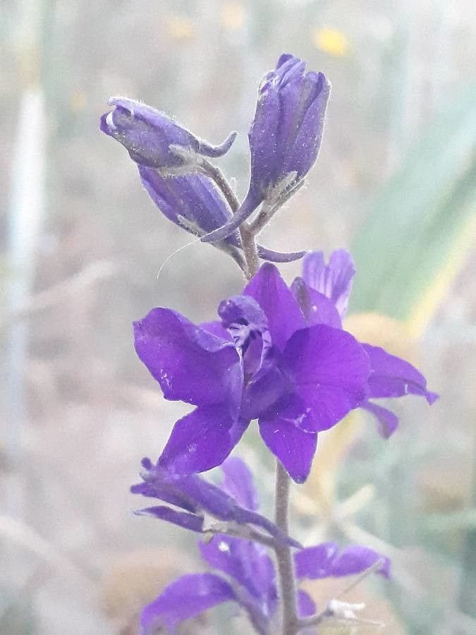 Consolida hispanica flower