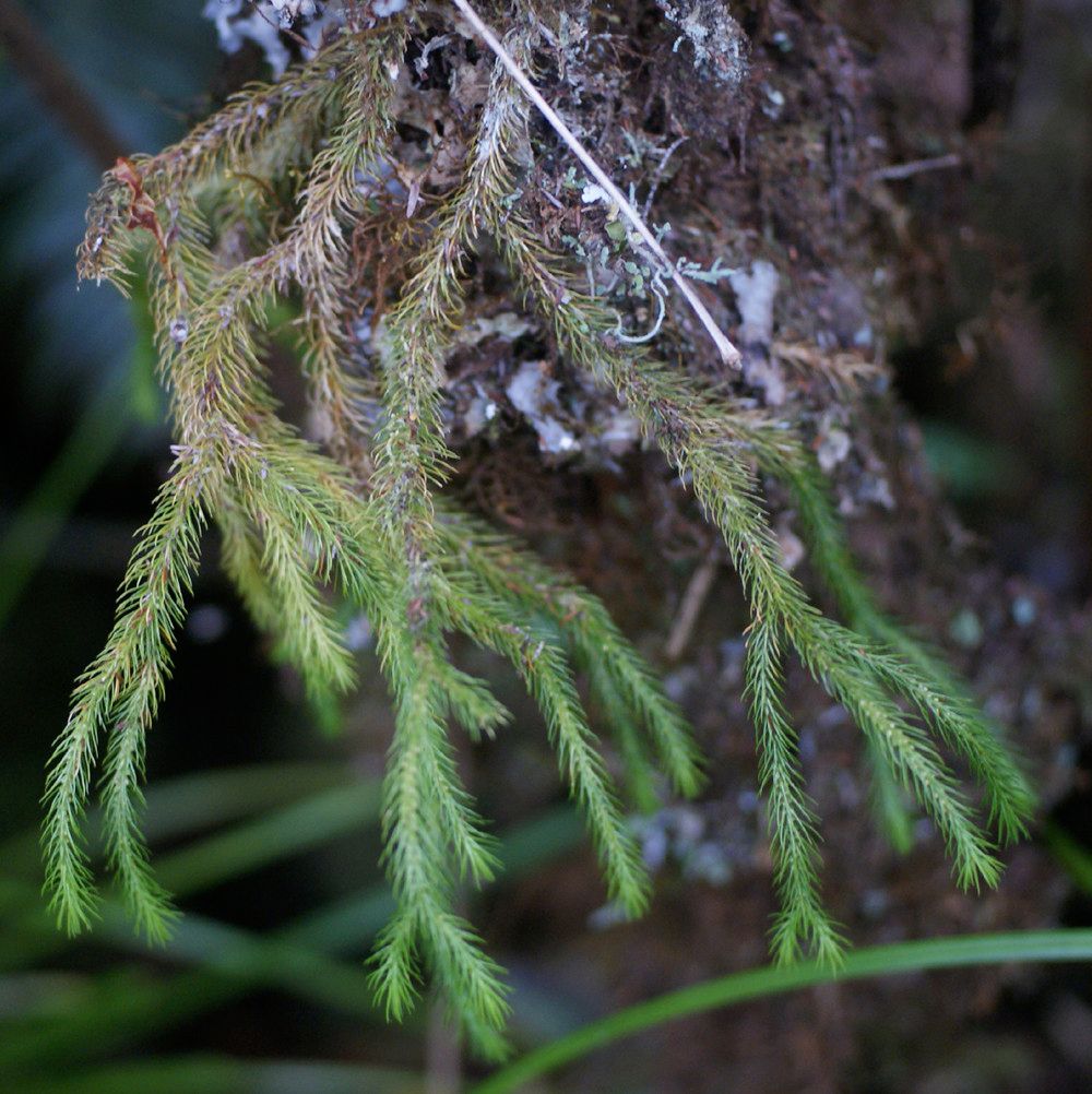 Phlegmariurus verticillatus habit