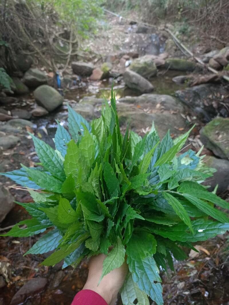 Elatostema lineolatum leaf