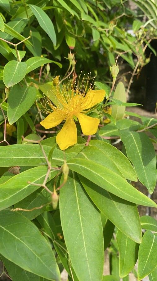 Hypericum sampsonii flower