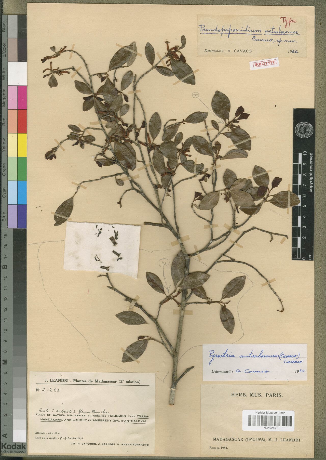 Pyrostria antsalovensis — houseplant care guide