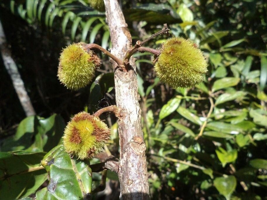 Sloanea floribunda fruit