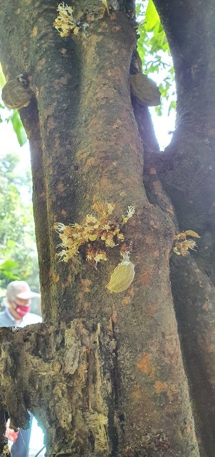 Cynometra cauliflora flower