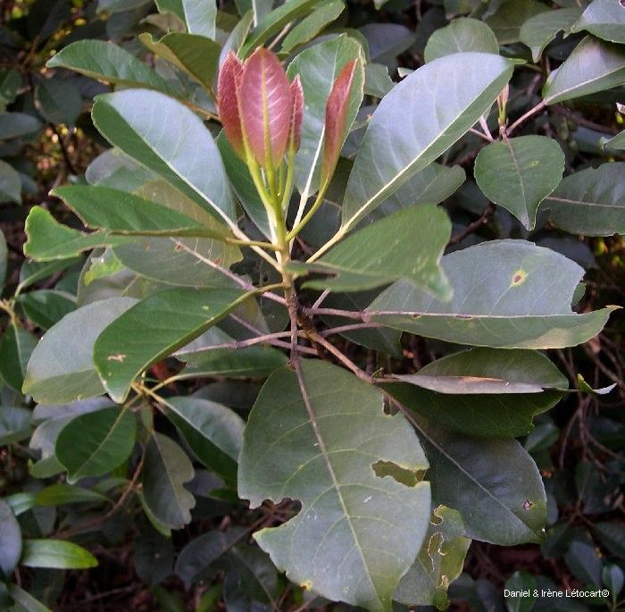Elaeocarpus baudouinii habit