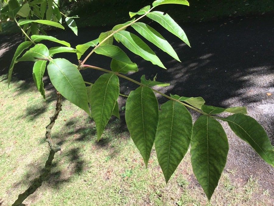 Rhus potaninii — search result for 'Rhus'
