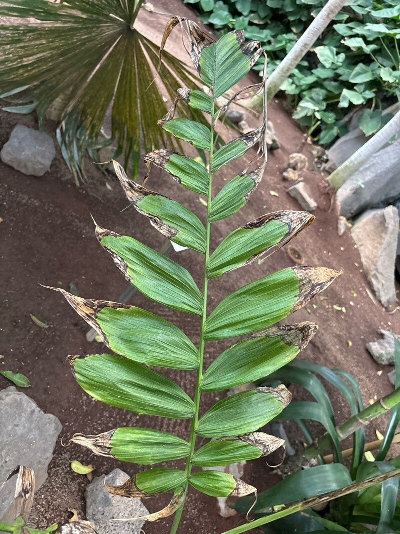 Chamaedorea alternans leaf