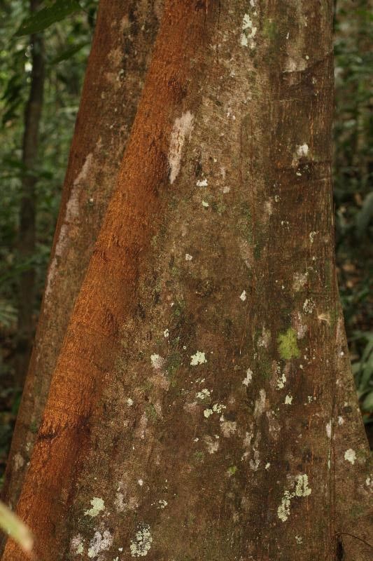 Virola surinamensis bark