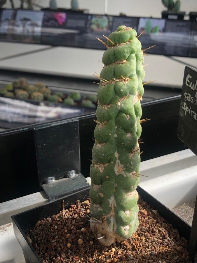 Eulychnia castanea — search result for 'Castanea'