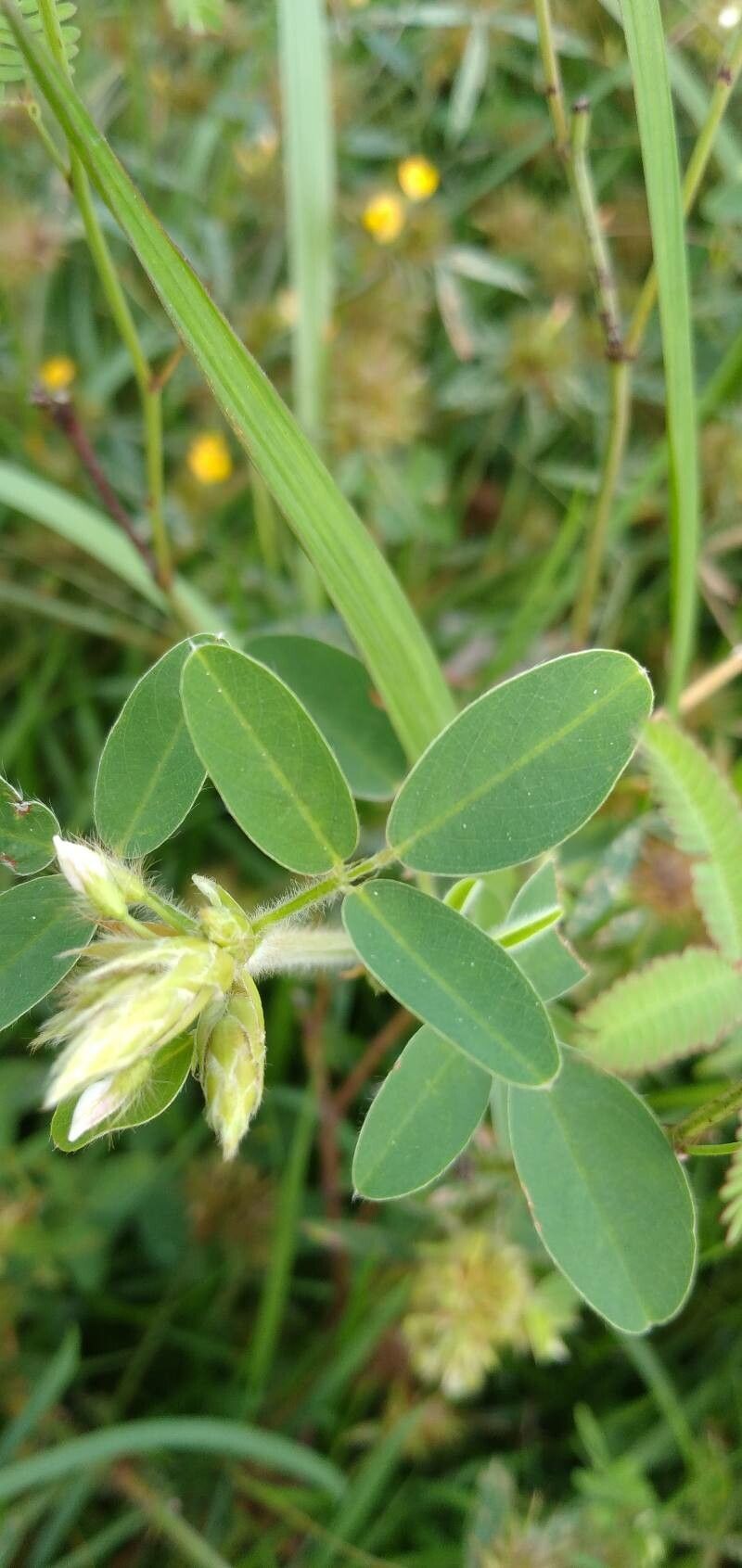 Grona barbata — related species from the same genus