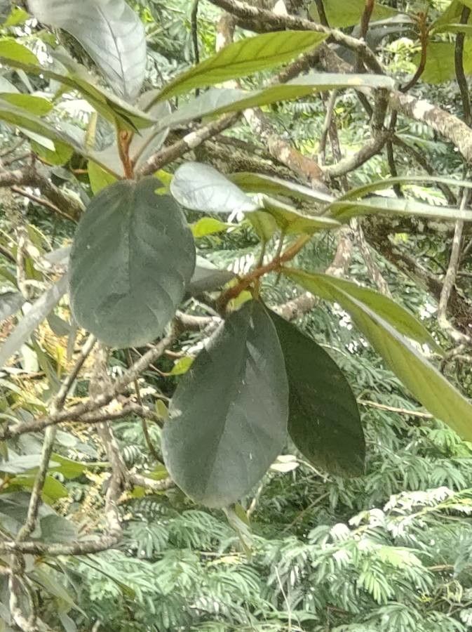 Clethra hondurensis — search result for 'Clethra'