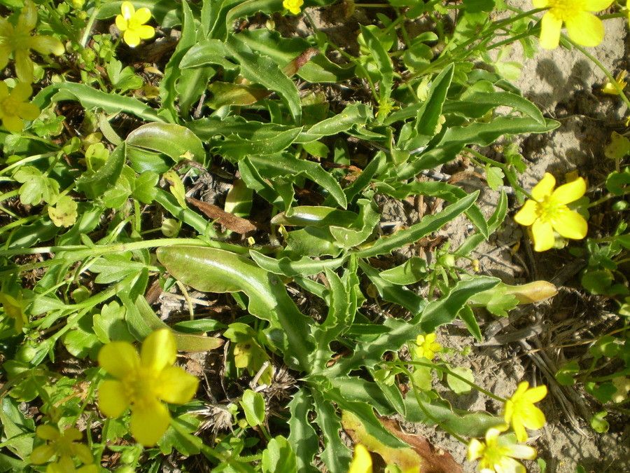 Eryngium pusillum habit