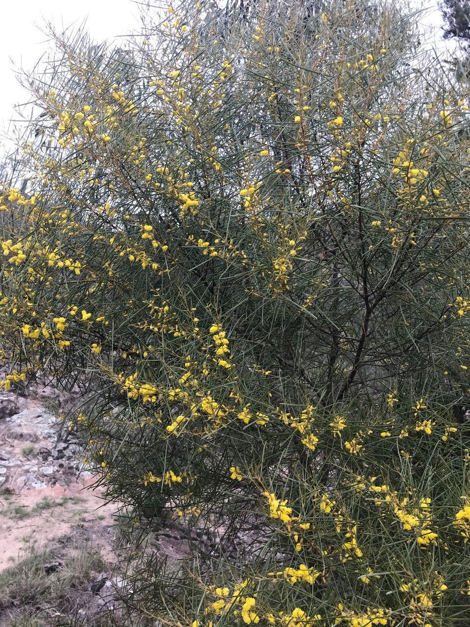 Acacia doratoxylon habit