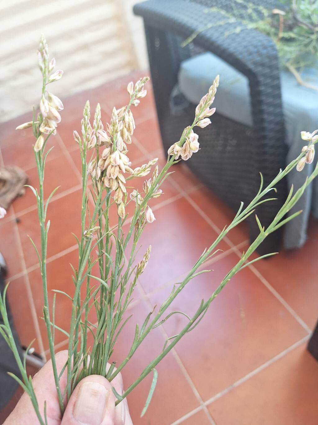 Polygala abyssinica leaf