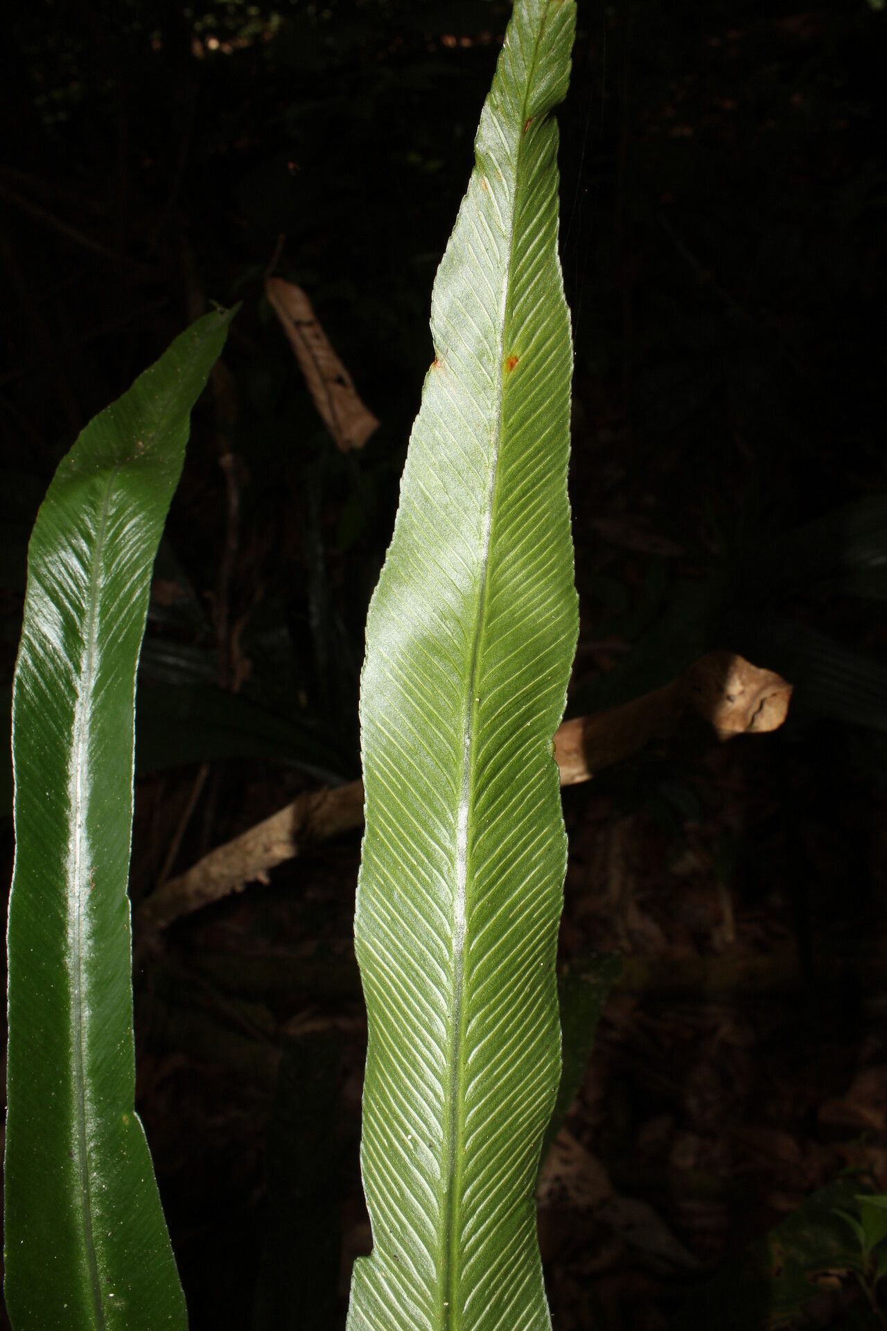 Asplenium angustum — houseplant care guide