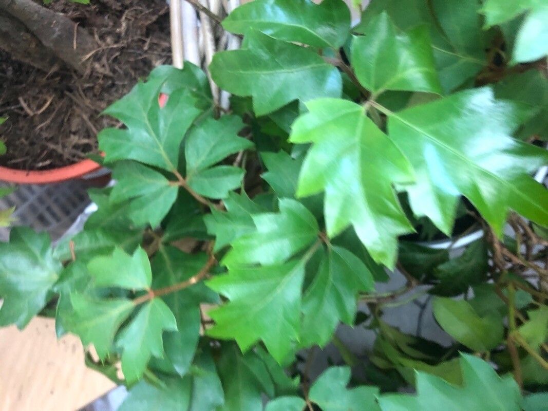 Cissus alata — foliage houseplant