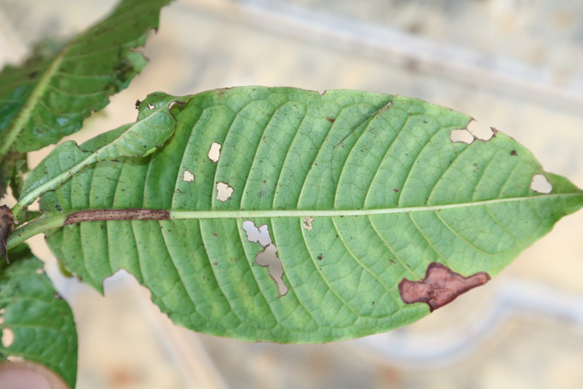 Psychotria altimontana — houseplant care guide