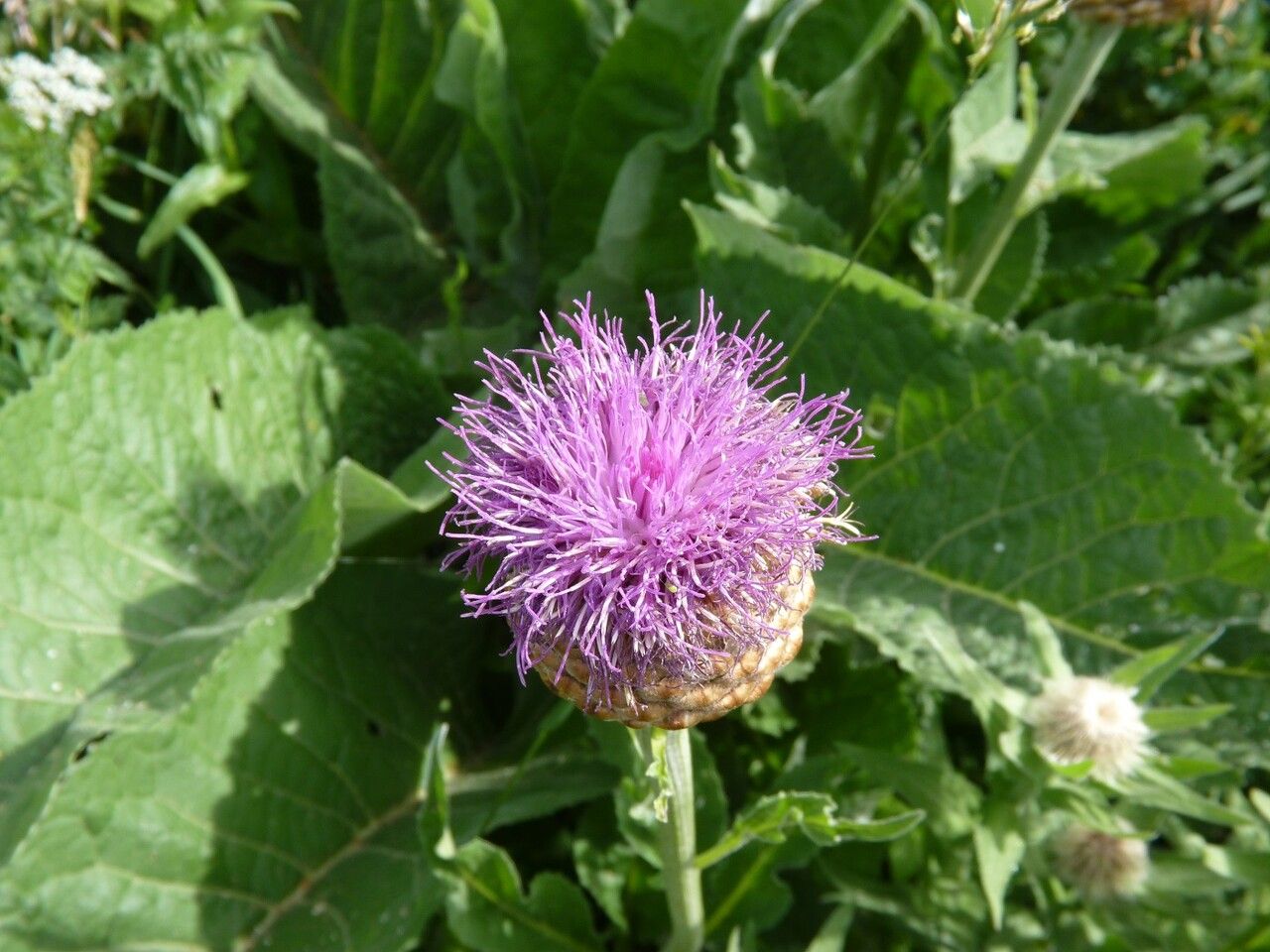 Rhaponticum scariosum flower