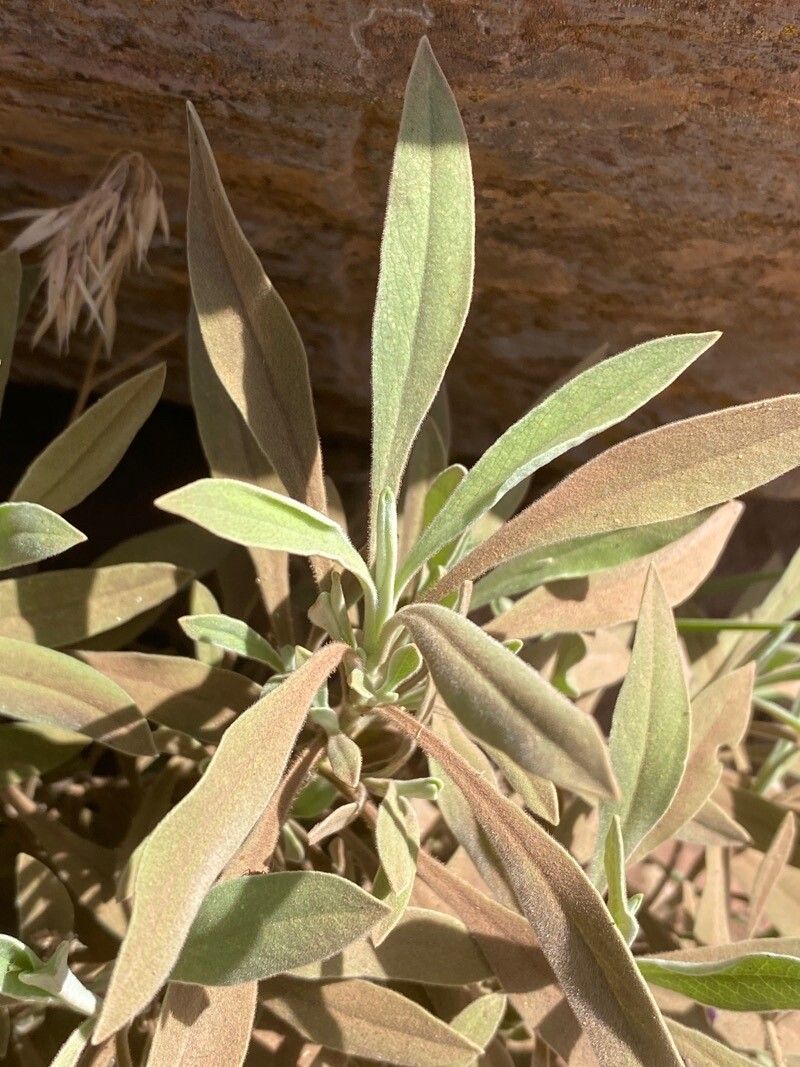 Pterocephalus porphyranthus — houseplant care guide