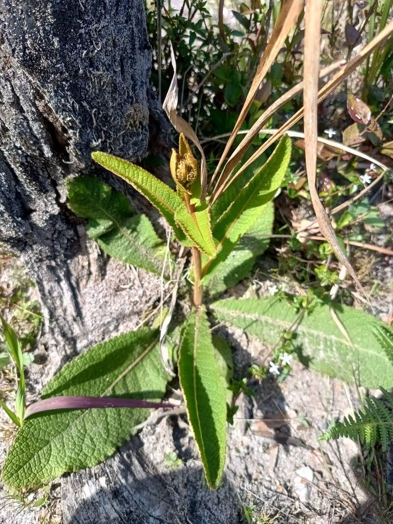 Inula perrieri habit
