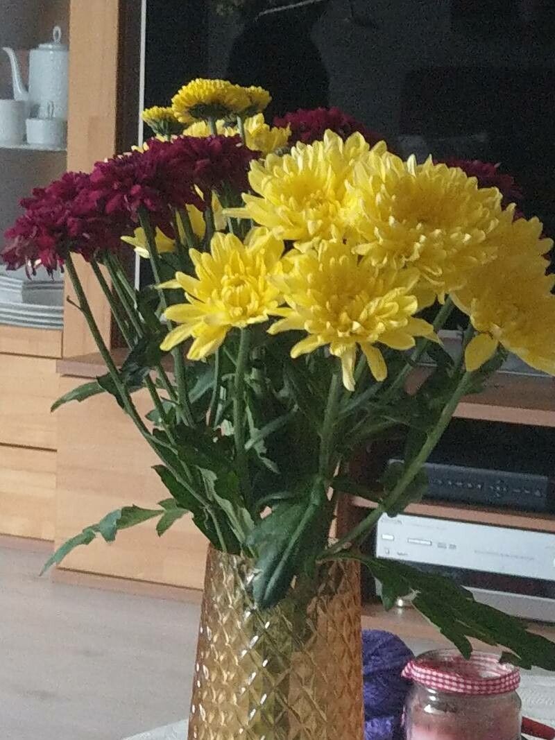 Chrysanthemum spp. — houseplant care guide