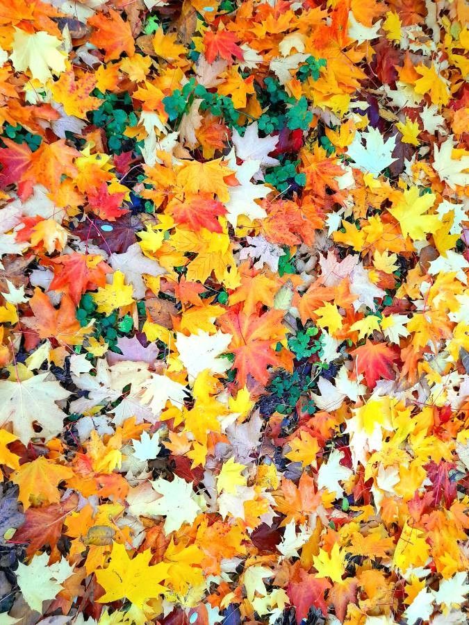 Acer grandidentatum — search result for 'Acer'