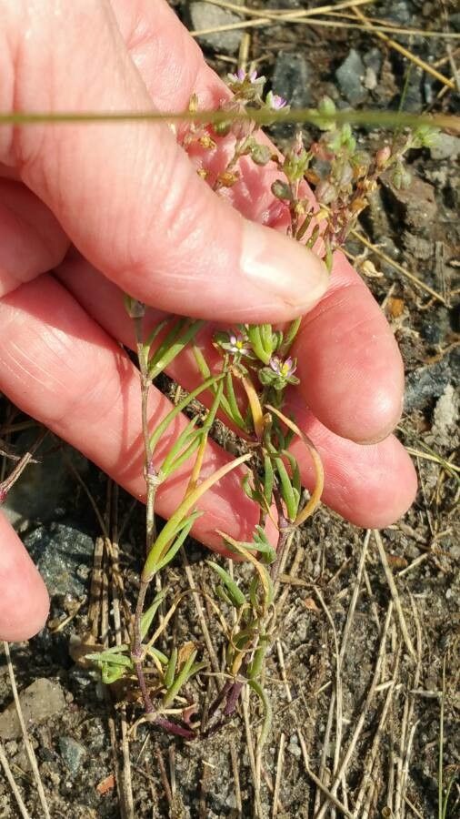 Spergularia salina fruit