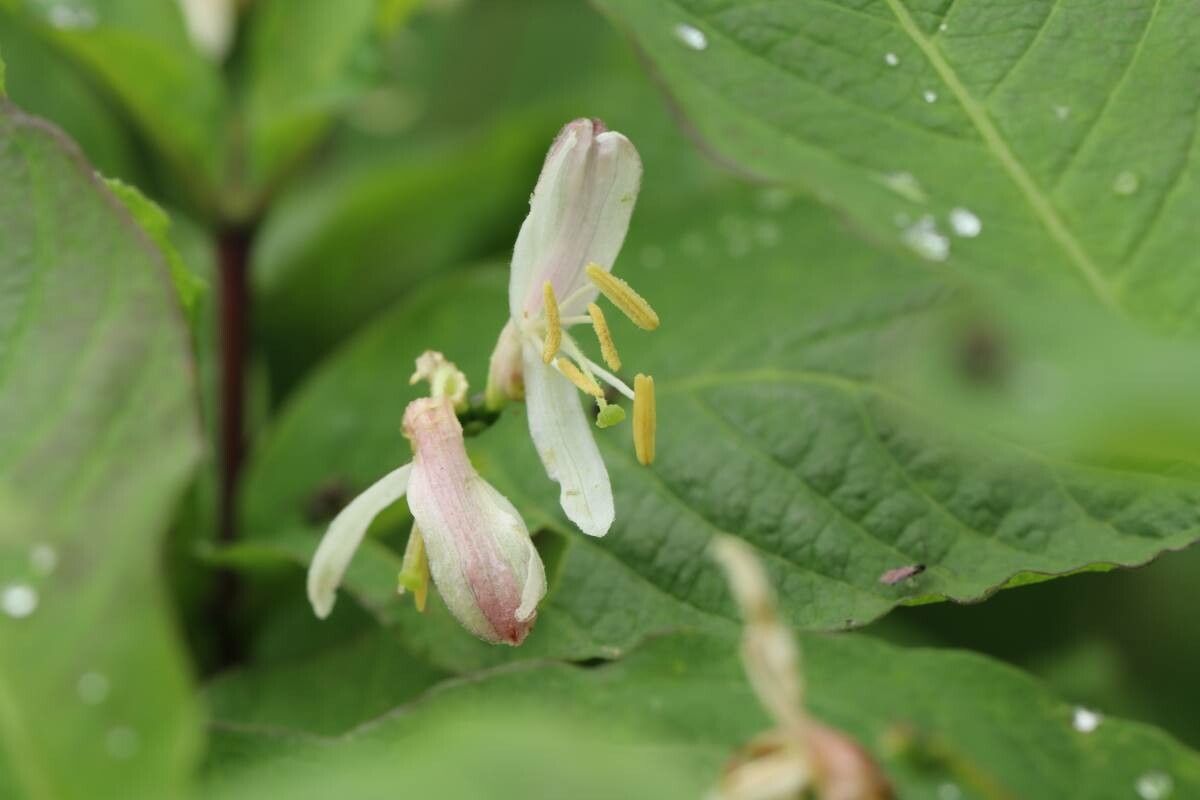 Lonicera tschonoskii flower